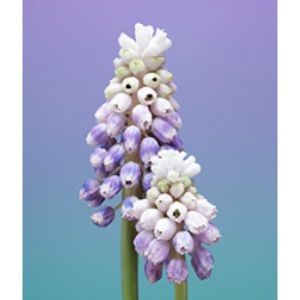 Meet your Posher, Jane